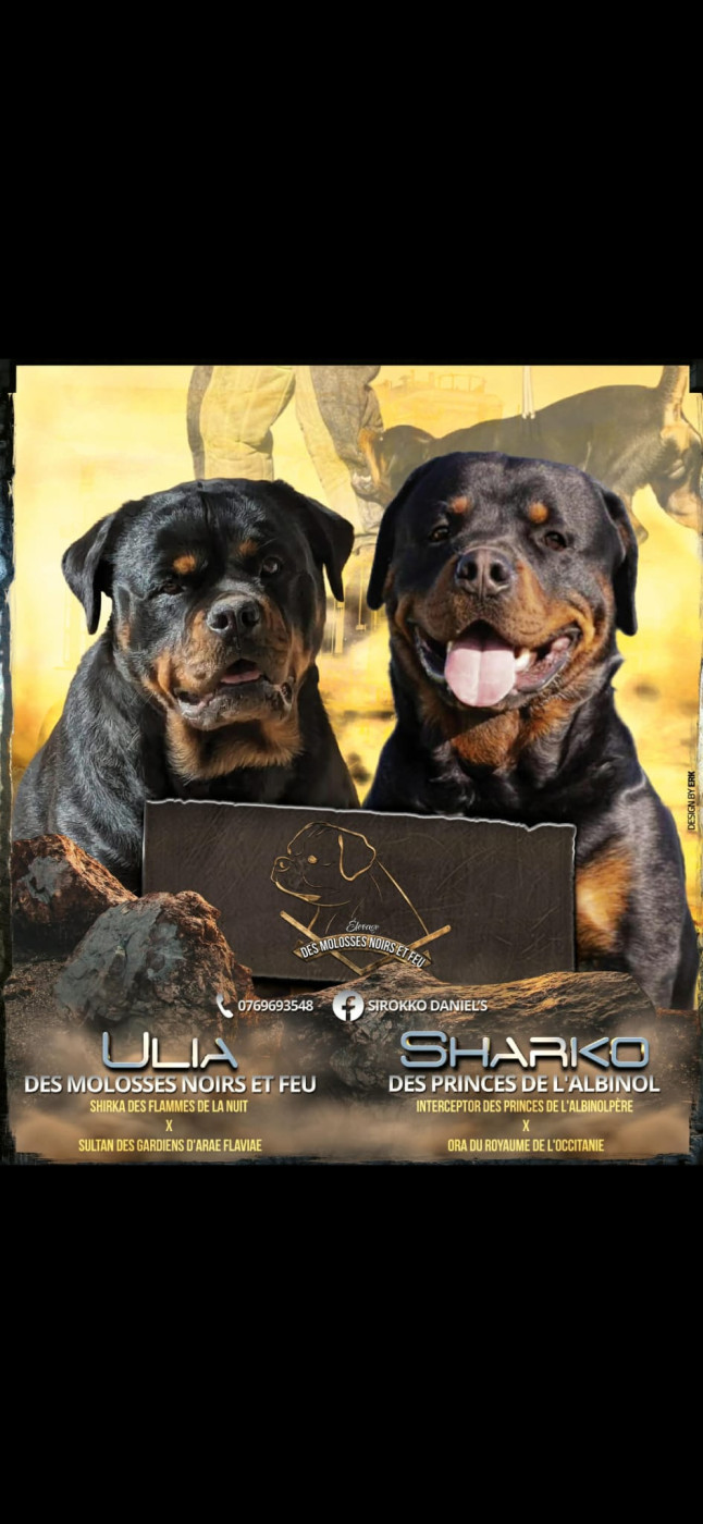 Chiot Rottweiler Des Molosses Noirs Et Feu